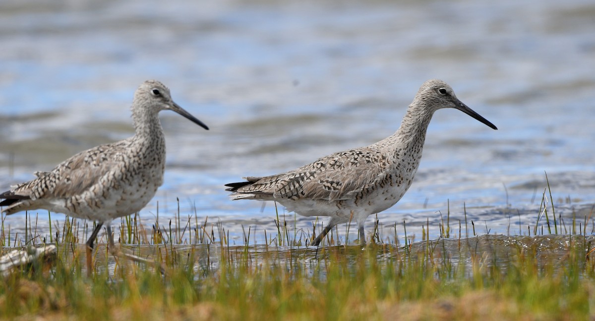 Willet - ML619238179