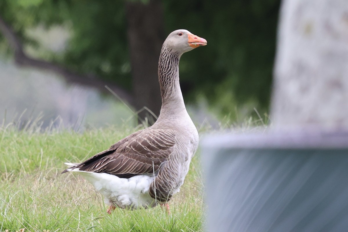 Graylag Goose (Domestic type) - Ann Stockert