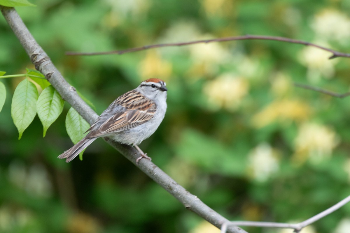 Chipping Sparrow - Rebecca Fabbro