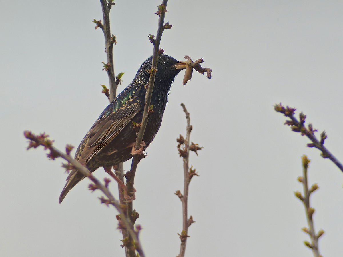 European Starling - Tom Lowe