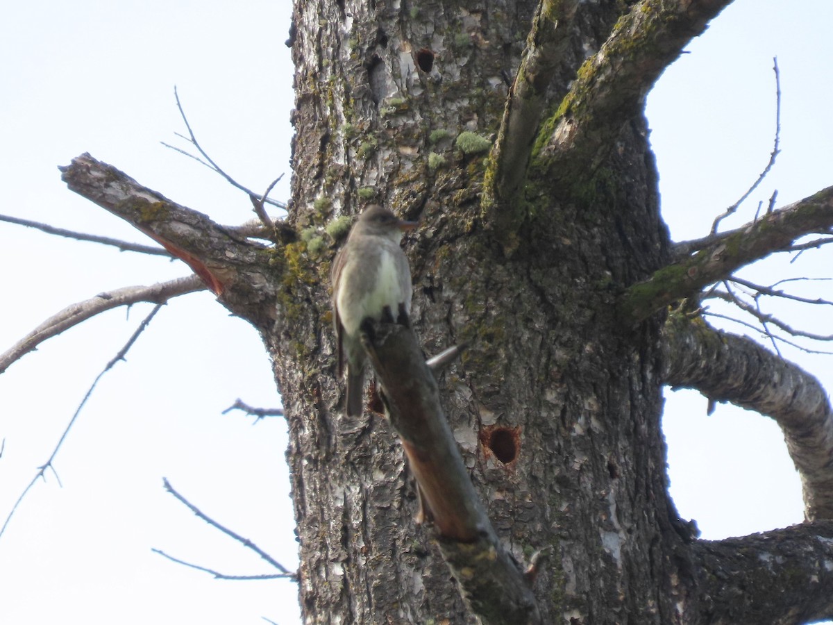 Olive-sided Flycatcher - Phil Ranson