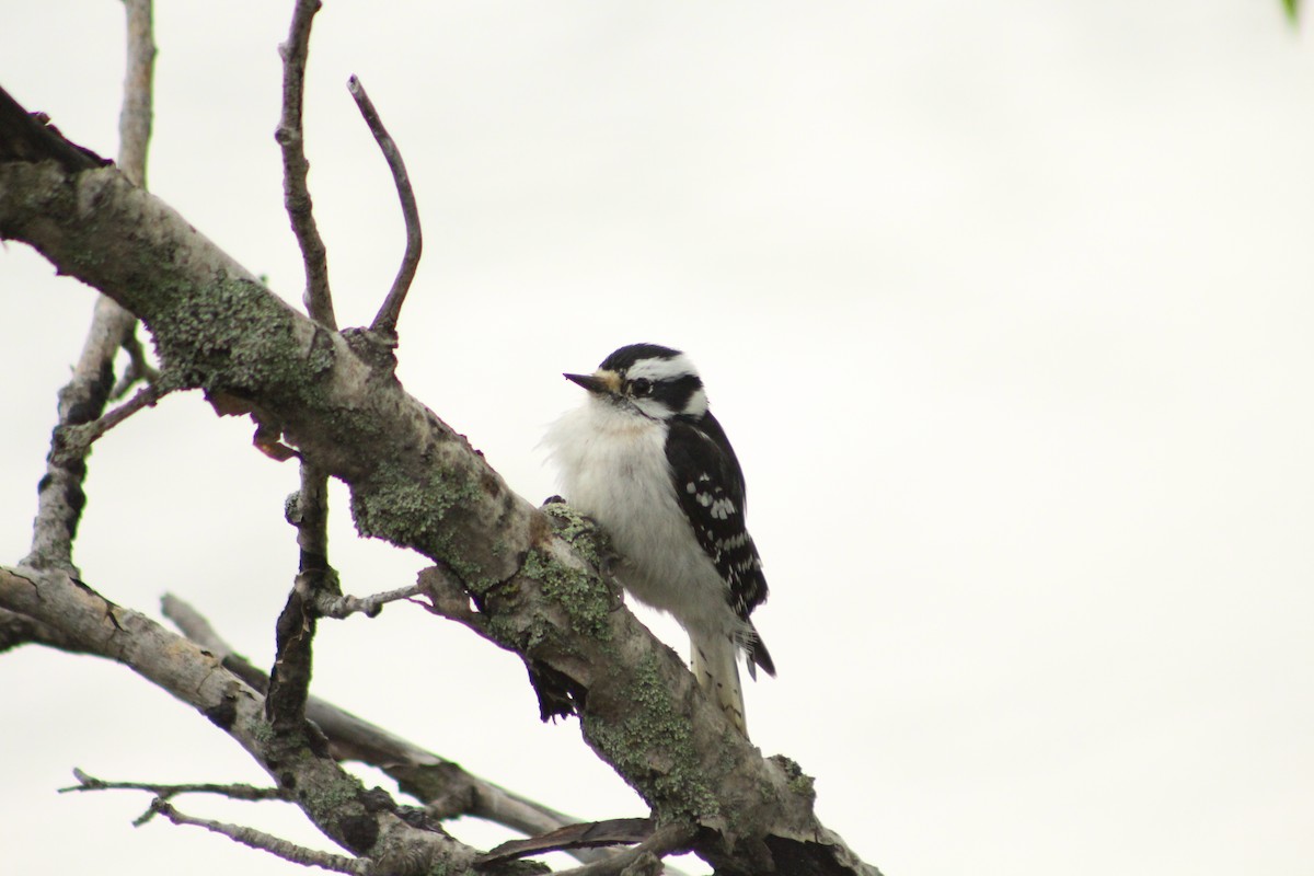 Downy Woodpecker - lydia Harrisson