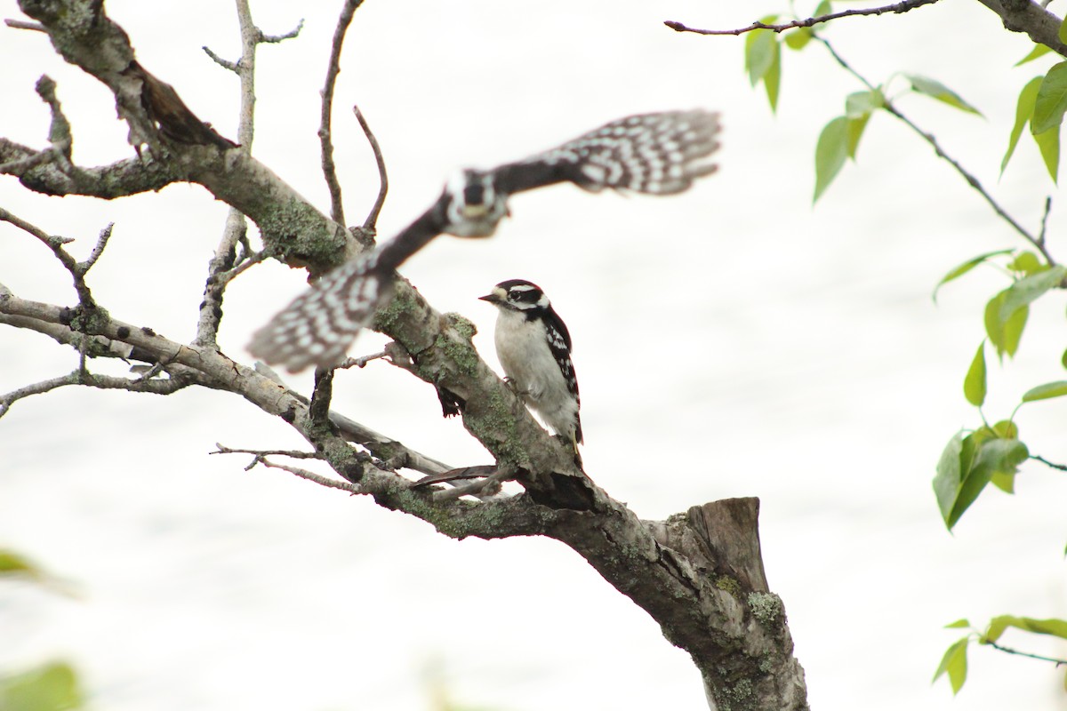 Downy Woodpecker - lydia Harrisson