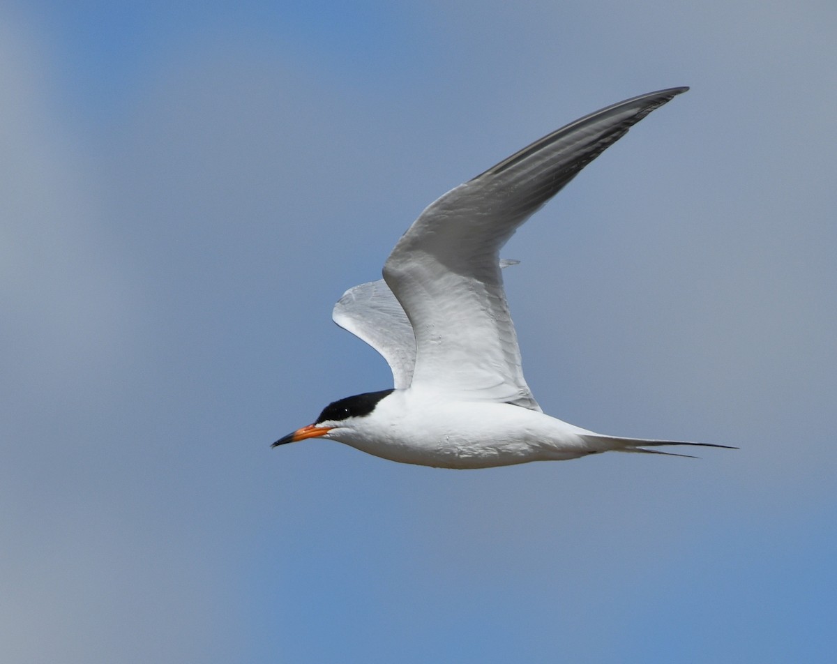 Forster's Tern - ML619238211