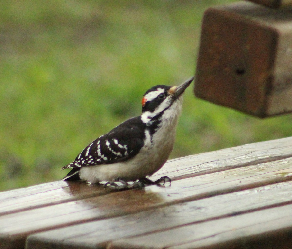 Hairy Woodpecker - lydia Harrisson