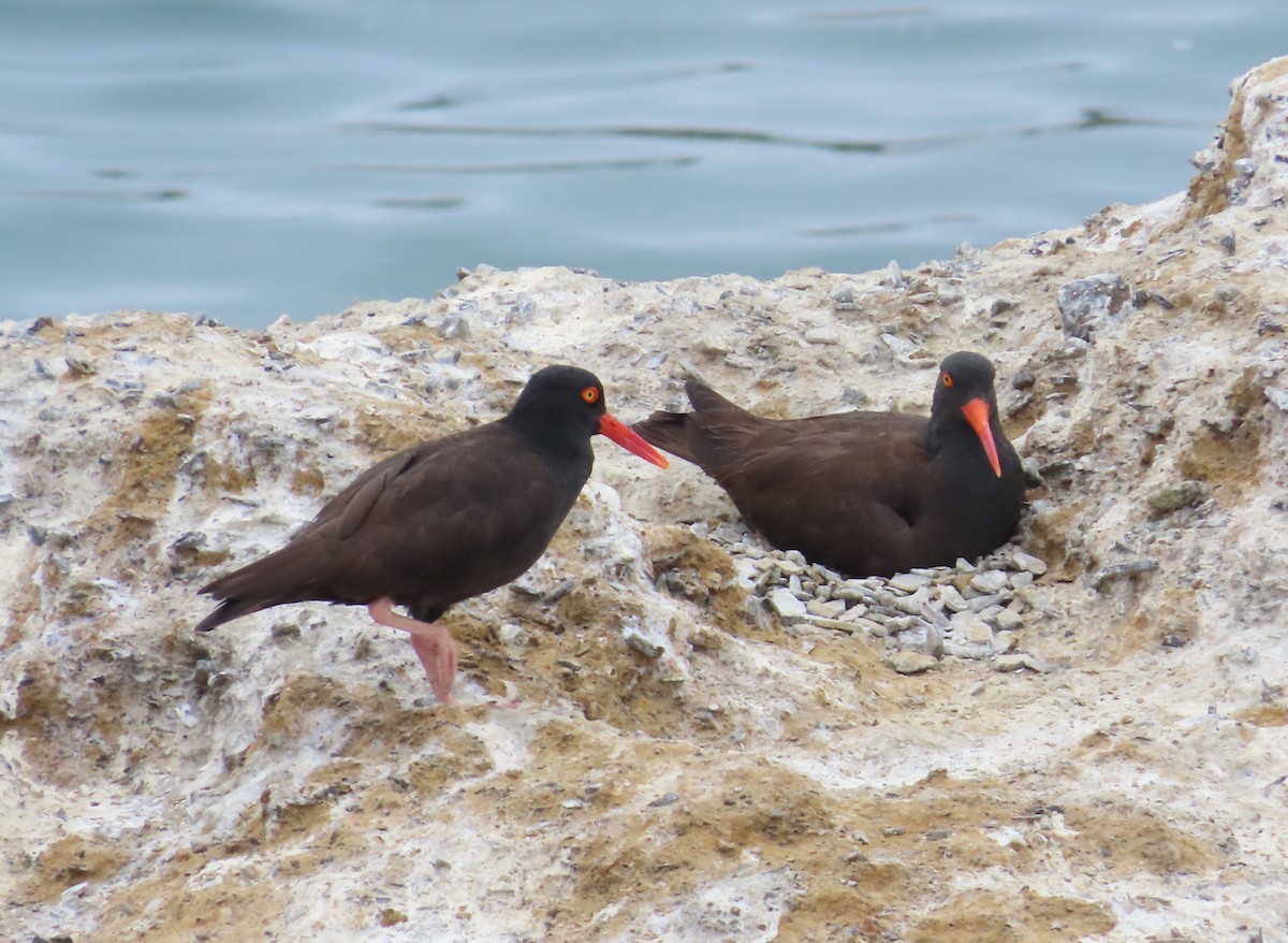 Black Oystercatcher - ML619238217