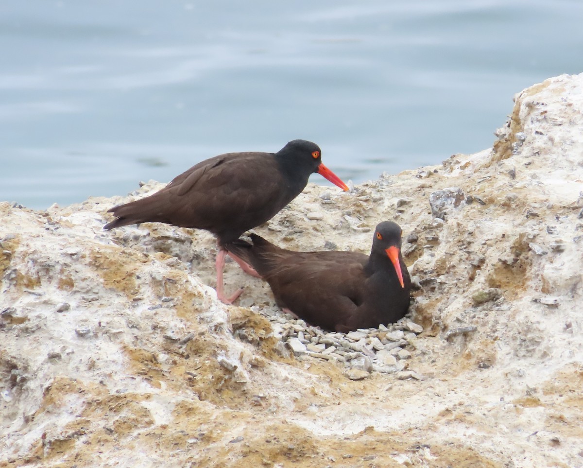 Black Oystercatcher - The Spotting Twohees