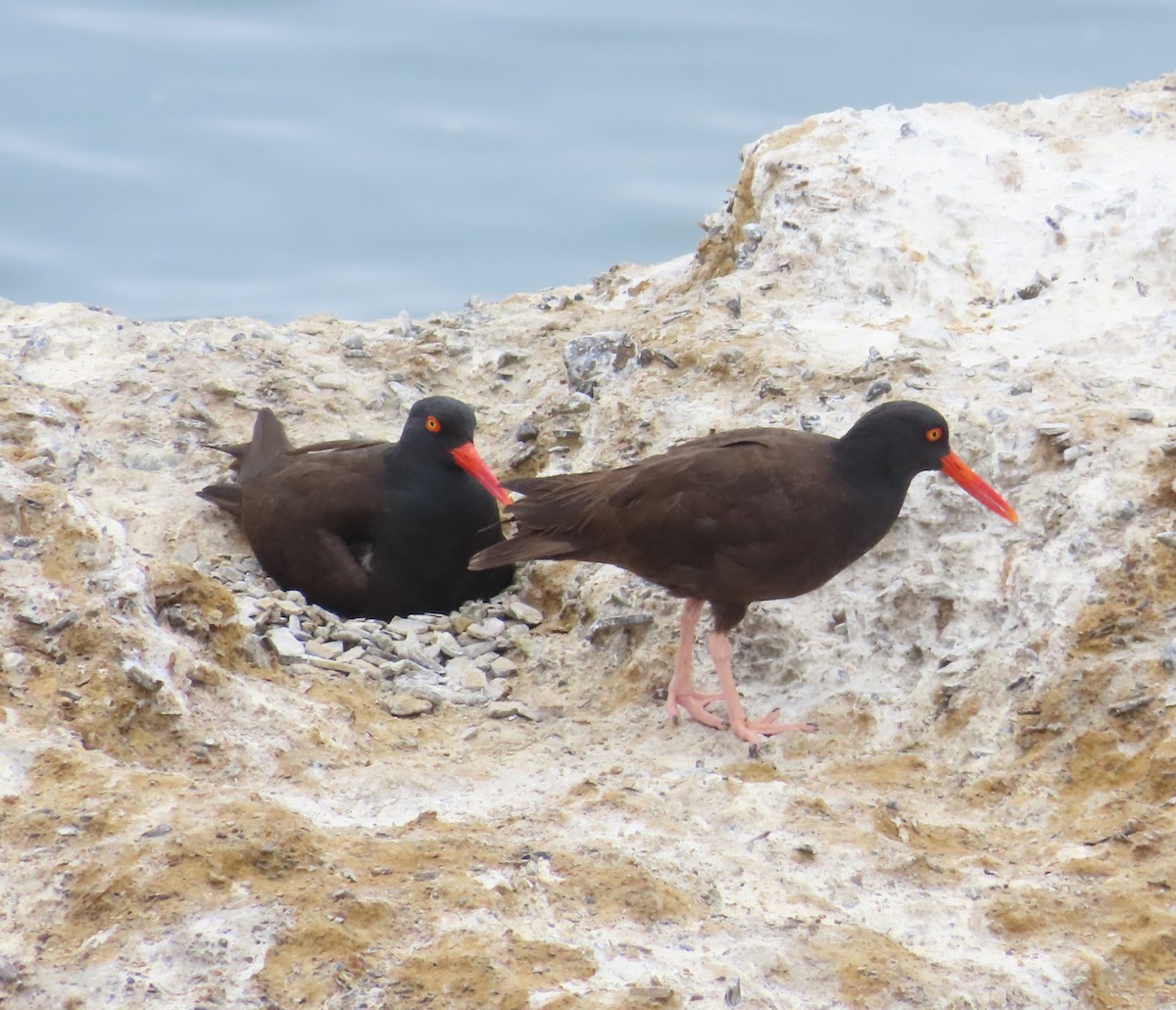 Black Oystercatcher - The Spotting Twohees