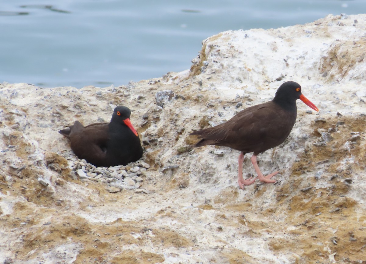 Black Oystercatcher - The Spotting Twohees