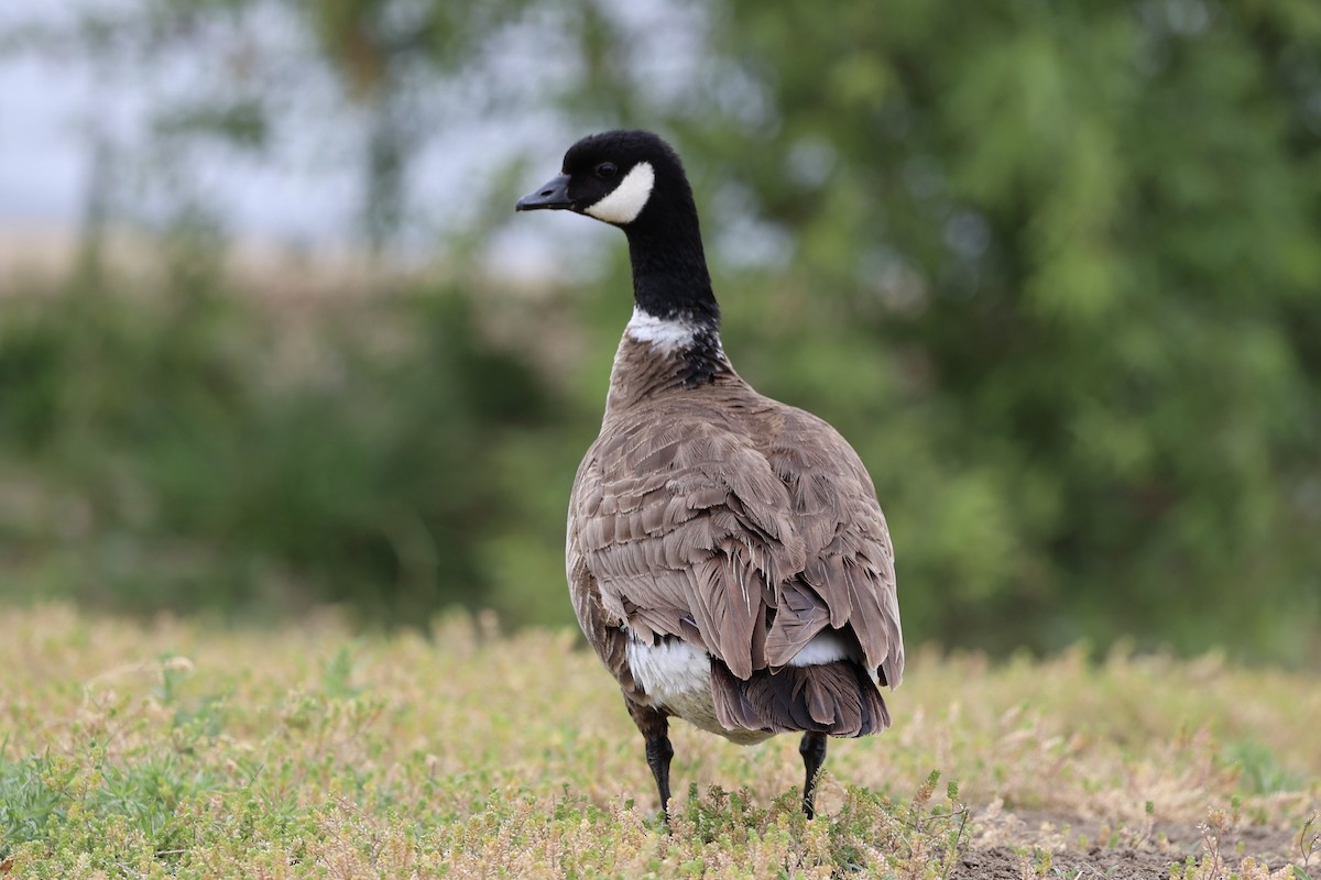 Cackling Goose (Aleutian) - Ann Stockert