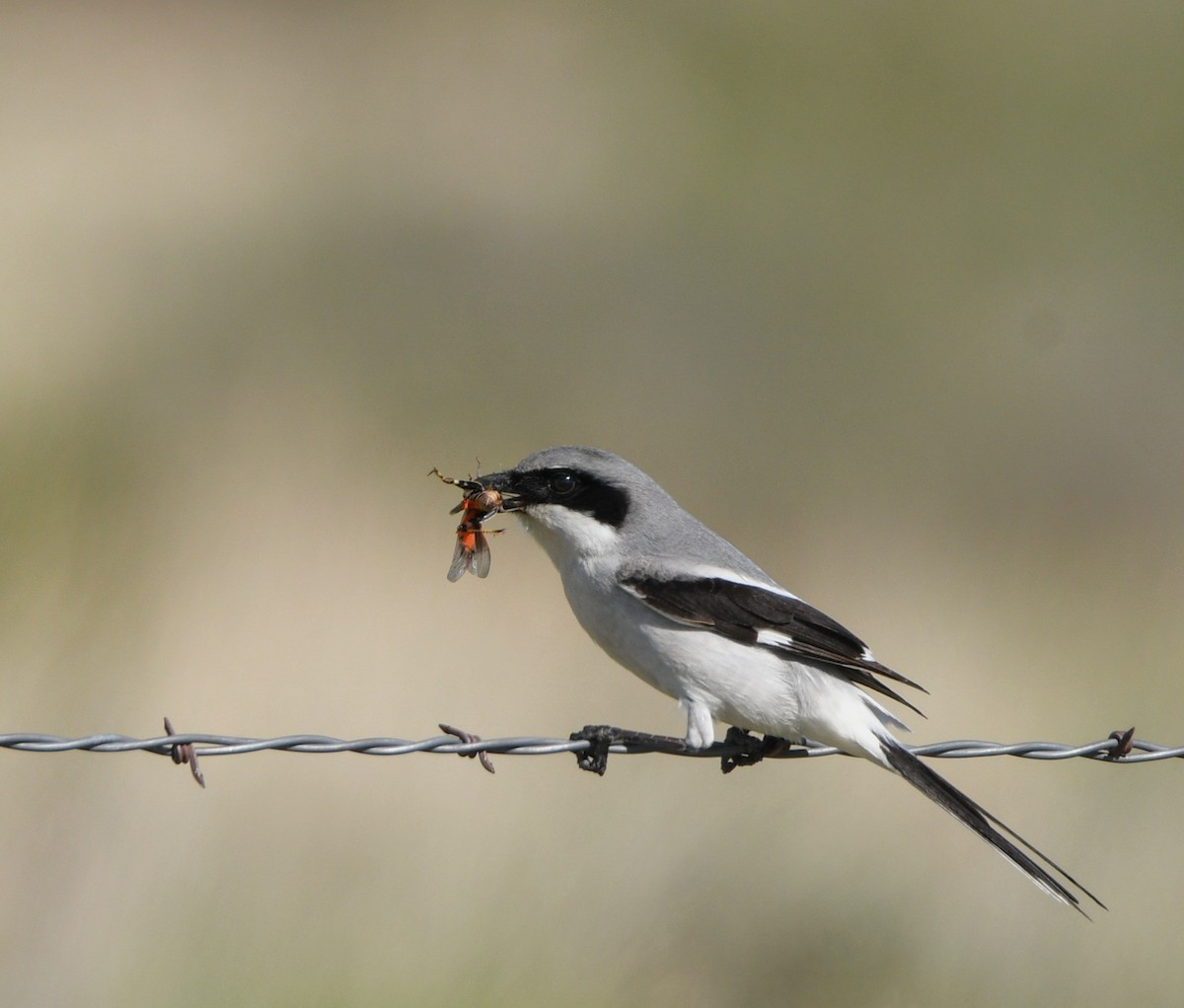 Loggerhead Shrike - ML619238236