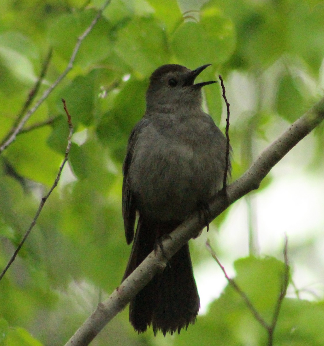 Gray Catbird - lydia Harrisson