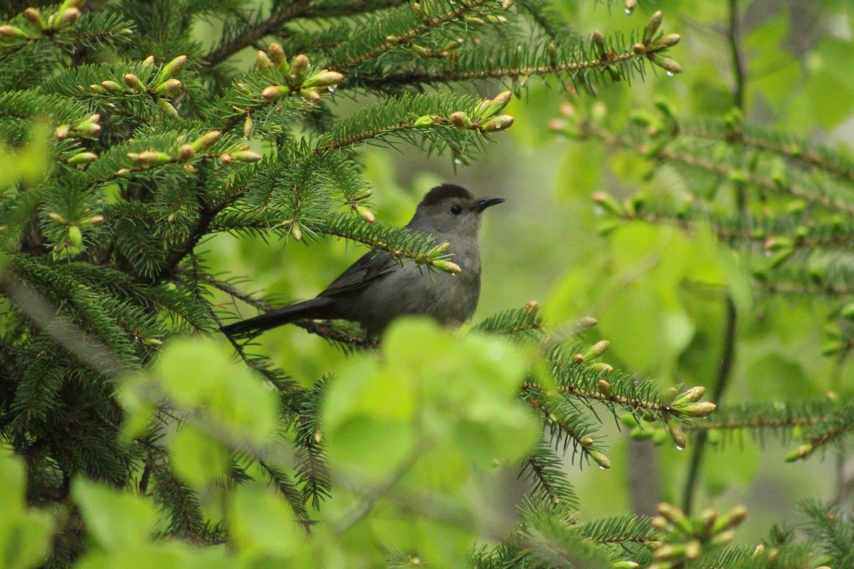 Gray Catbird - lydia Harrisson