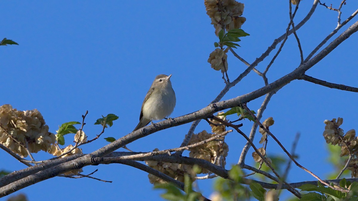 Warbling Vireo - Adam Zahm