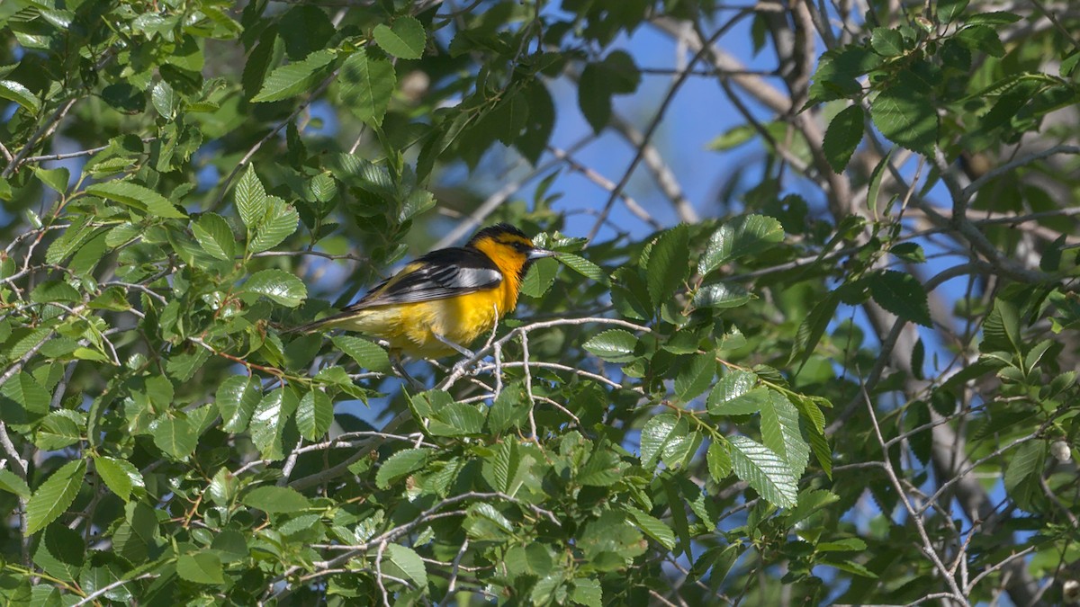 Bullock's Oriole - Adam Zahm