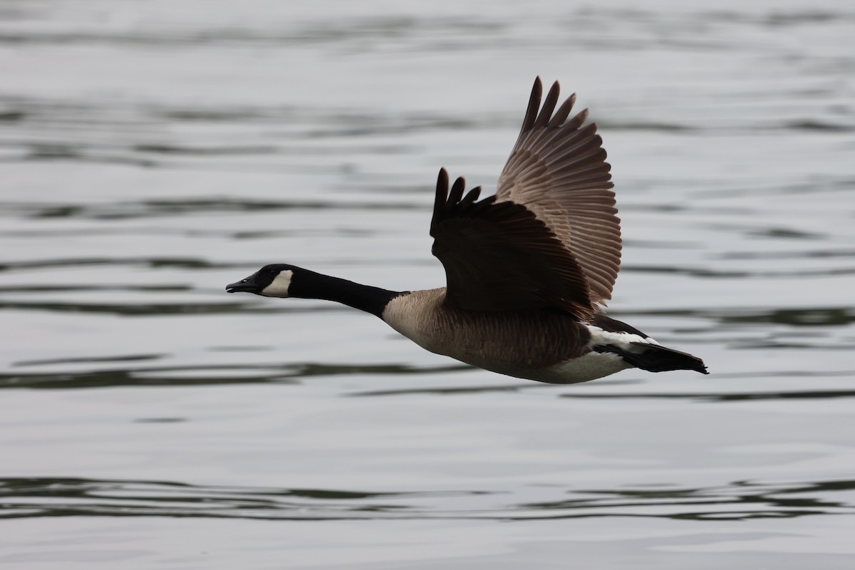 Canada Goose (moffitti/maxima) - Ann Stockert