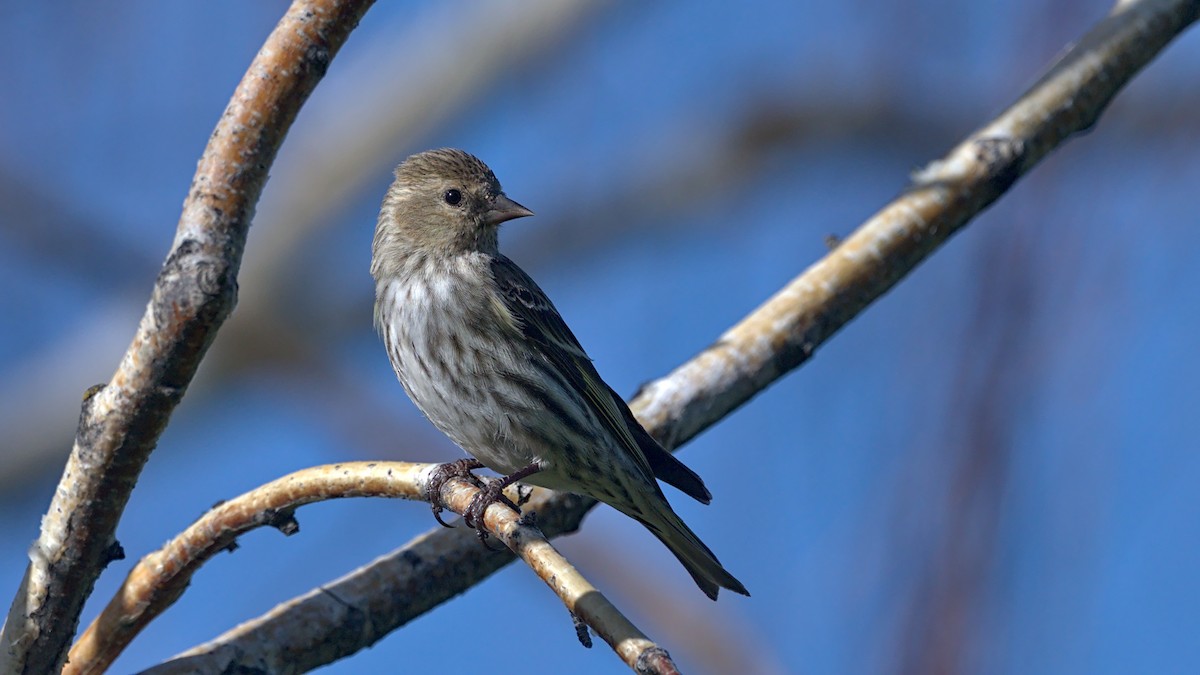 Pine Siskin - ML619238262