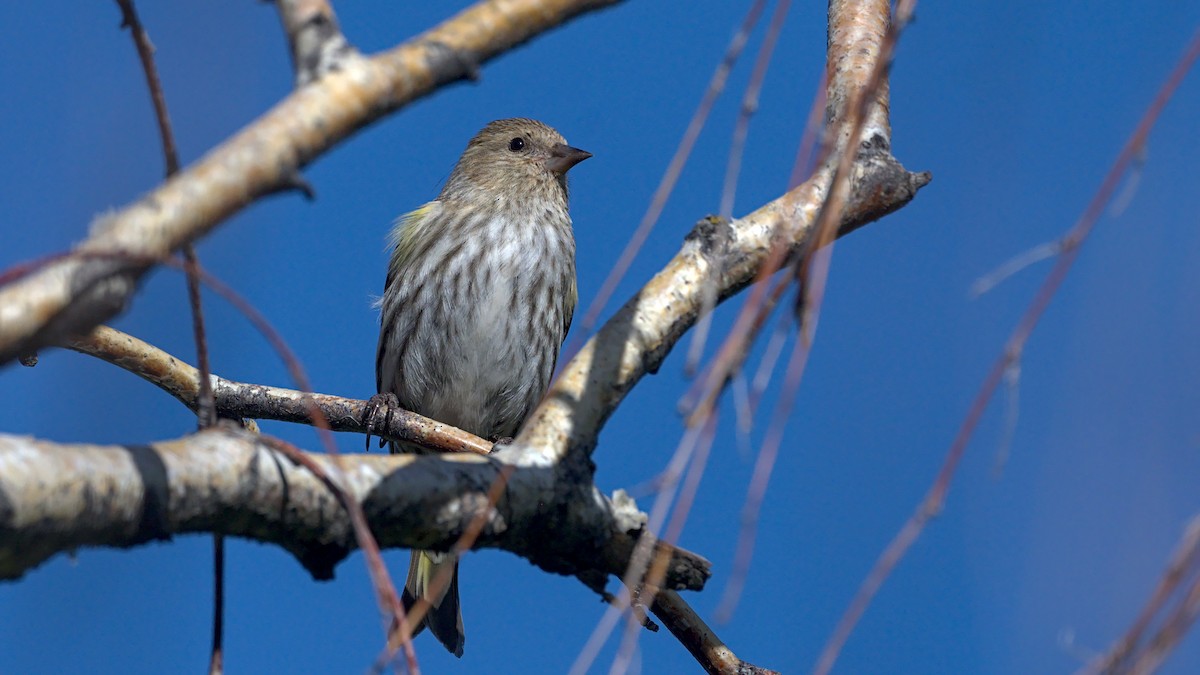 Pine Siskin - Adam Zahm