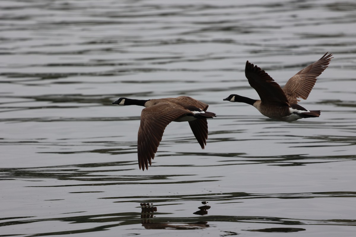 Canada Goose (moffitti/maxima) - Ann Stockert