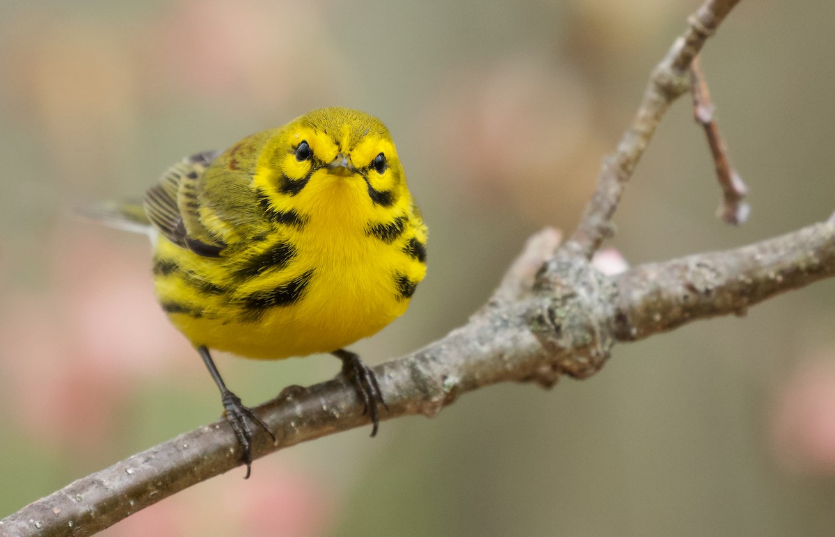 Prairie Warbler - ML619238281