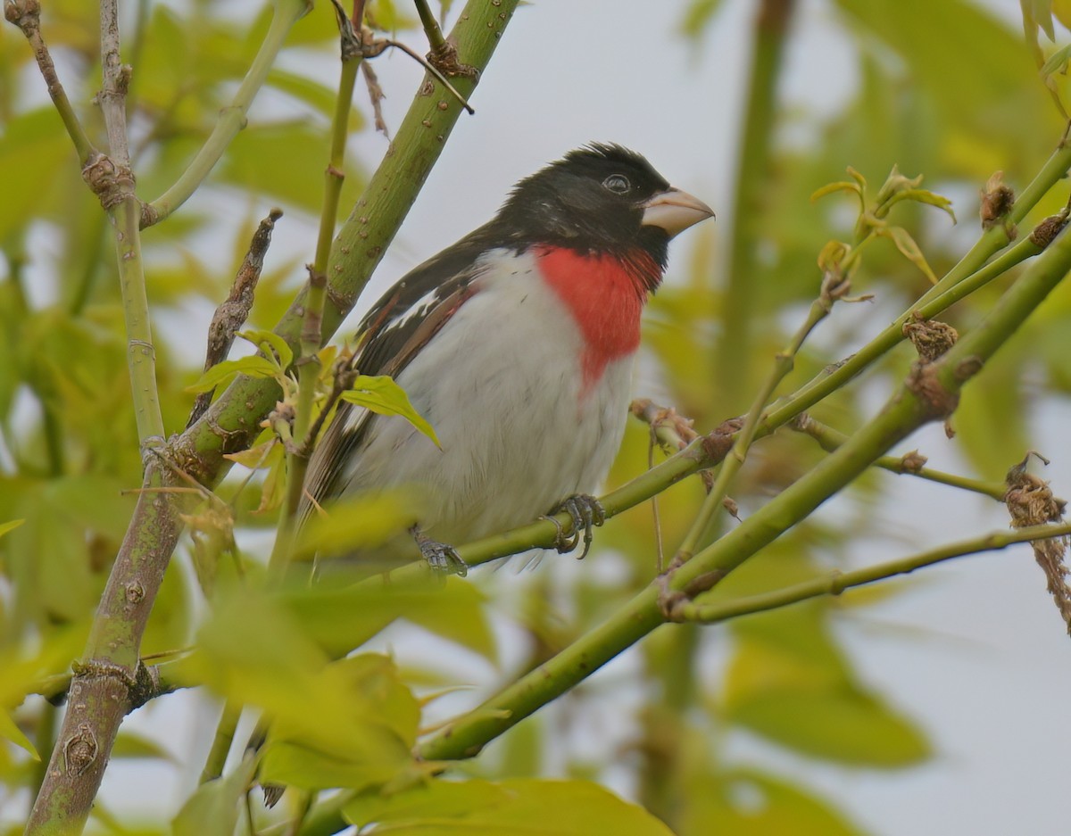 Rose-breasted Grosbeak - France Carbonneau