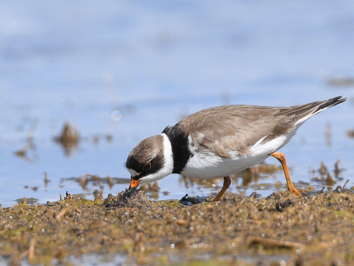 Semipalmated Plover - ML619238286