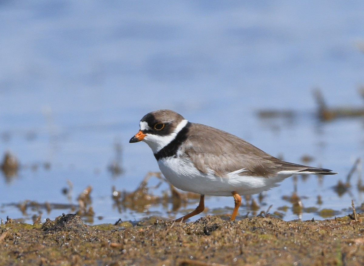 Semipalmated Plover - ML619238287