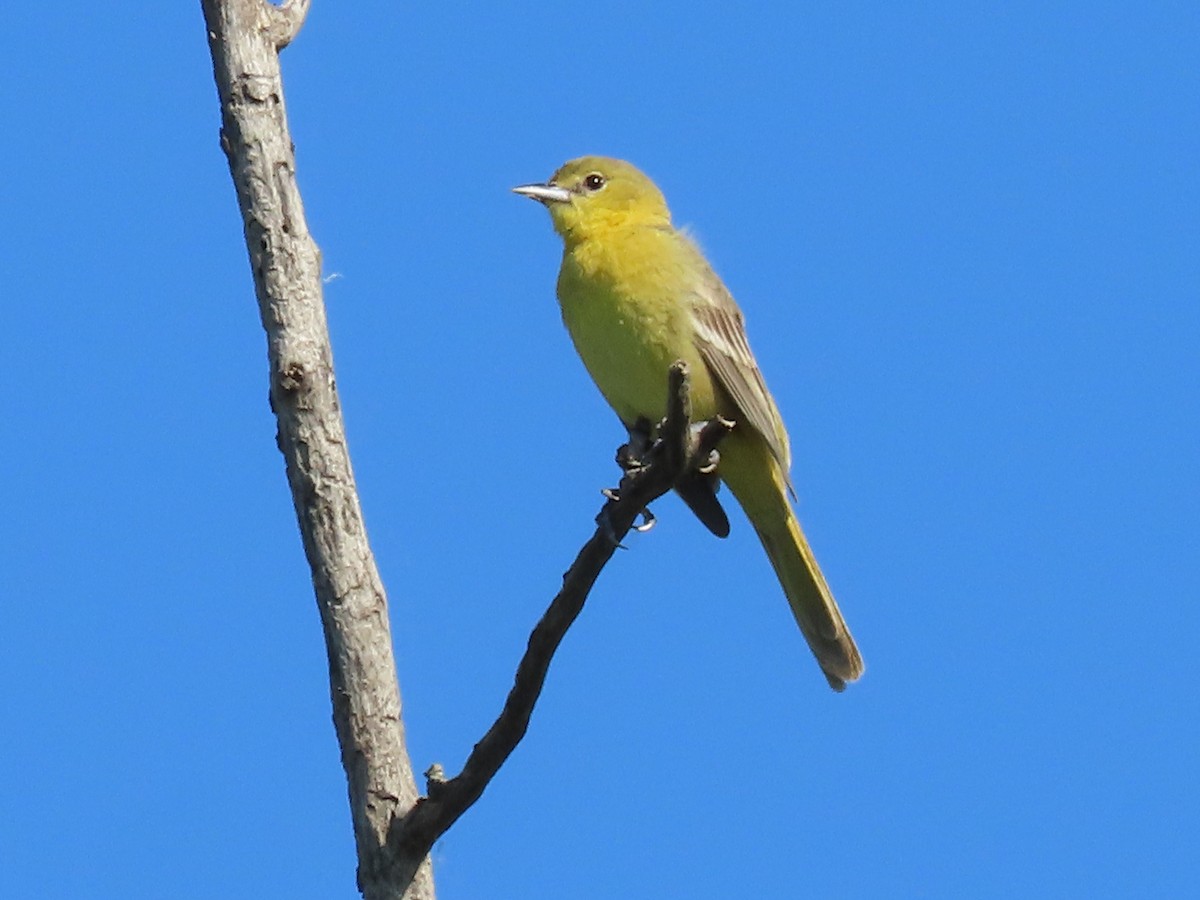 Orchard Oriole - Dick Zerger