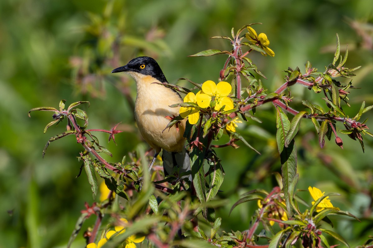 Black-capped Donacobius - Katia Oliveira