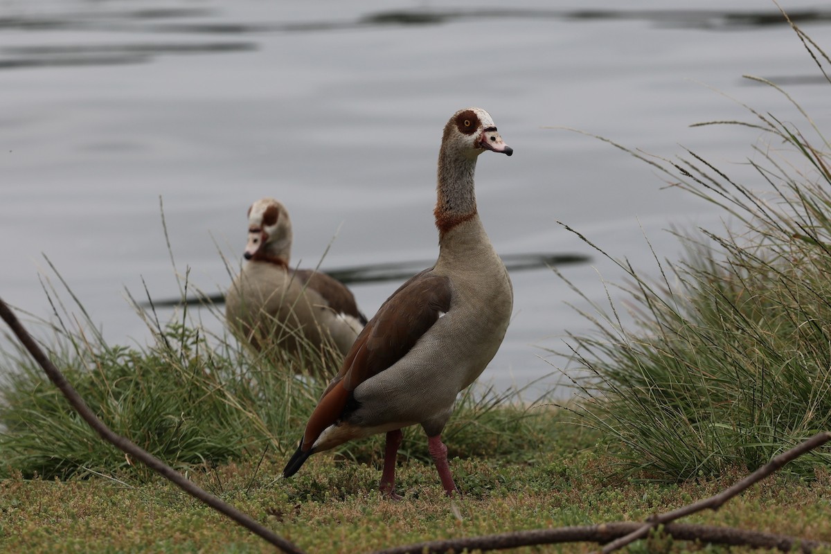 Egyptian Goose - Ann Stockert