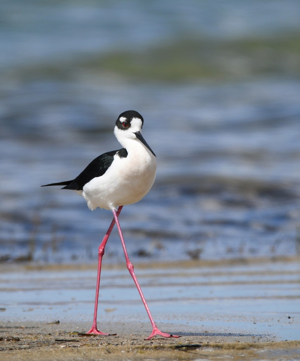 Black-necked Stilt - ML619238320