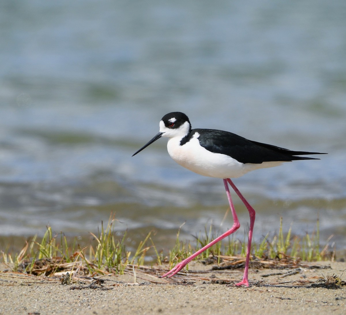 Black-necked Stilt - ML619238321