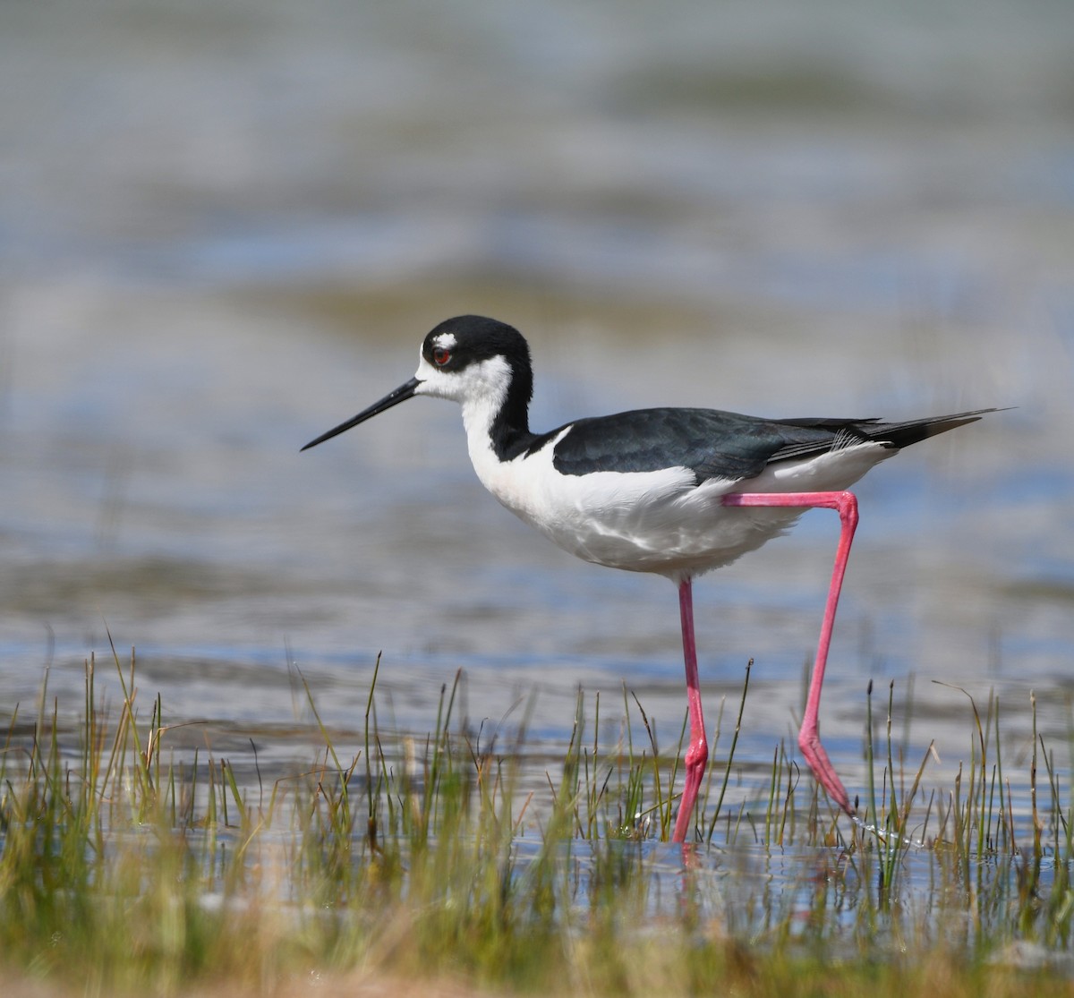 Black-necked Stilt - ML619238322