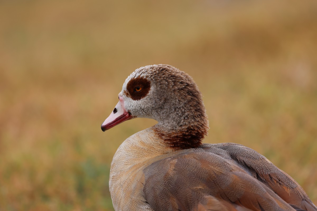 Egyptian Goose - Ann Stockert