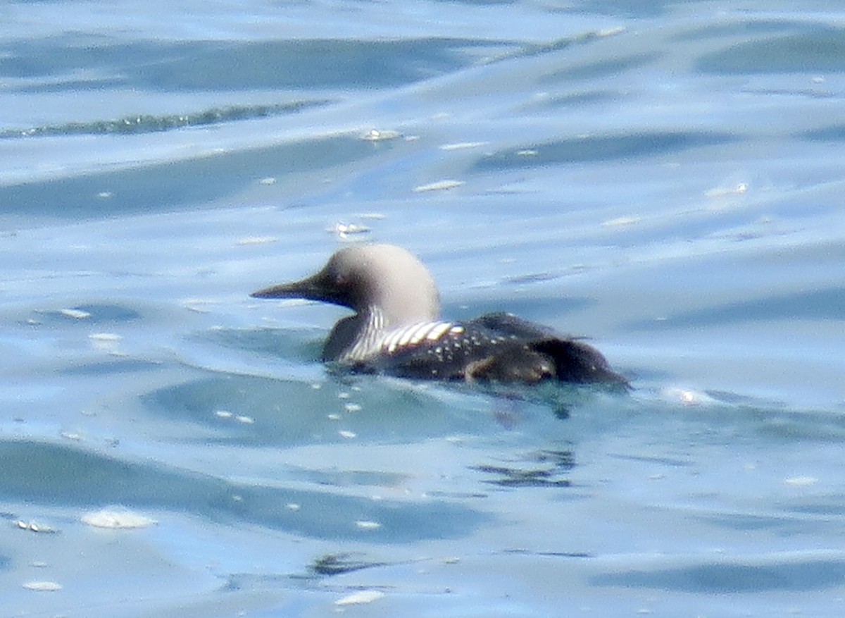 Pacific Loon - Molly Sultany