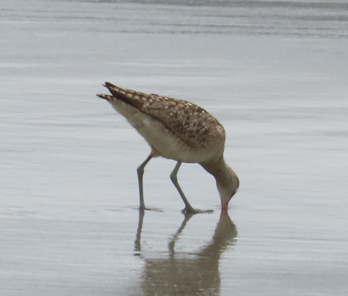 Whimbrel - The Spotting Twohees