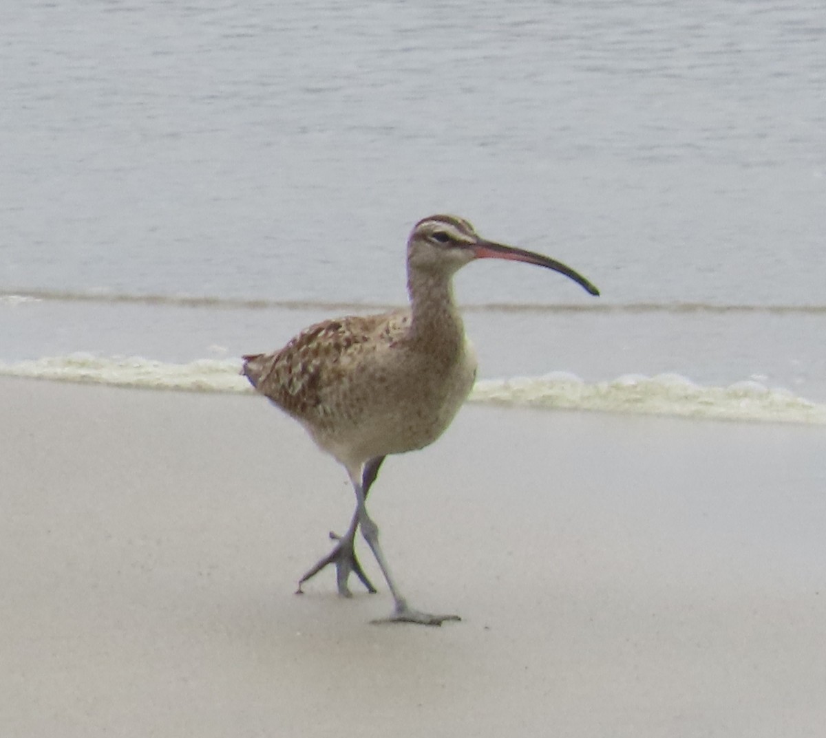 Whimbrel - The Spotting Twohees