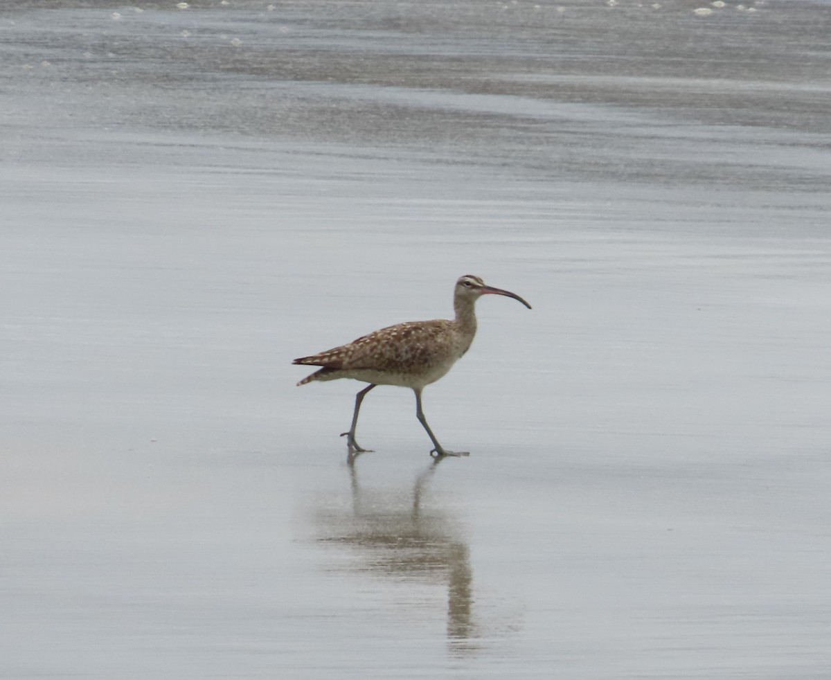 Whimbrel - The Spotting Twohees