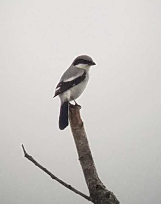 Loggerhead Shrike - John Haire