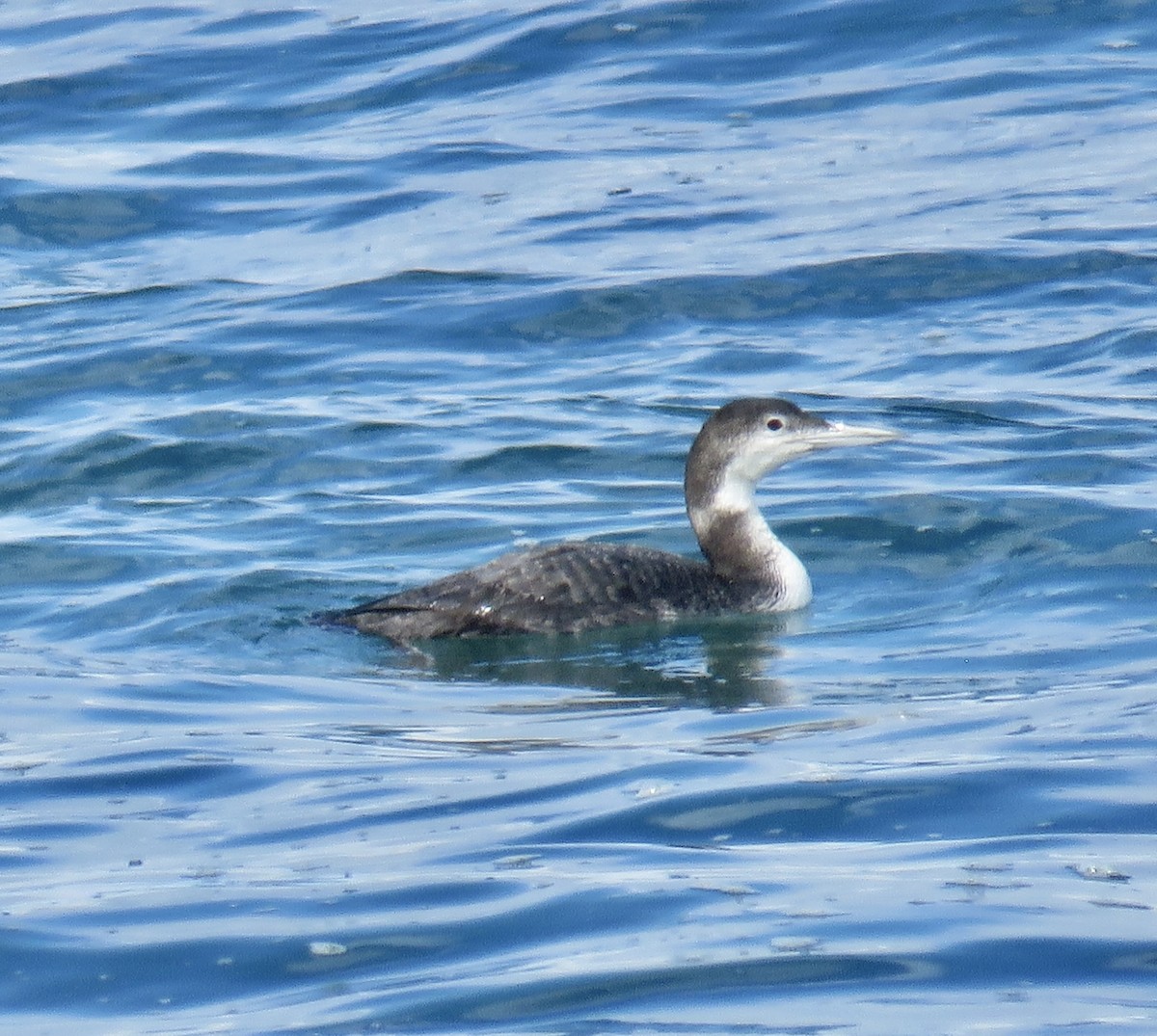 Common Loon - Molly Sultany