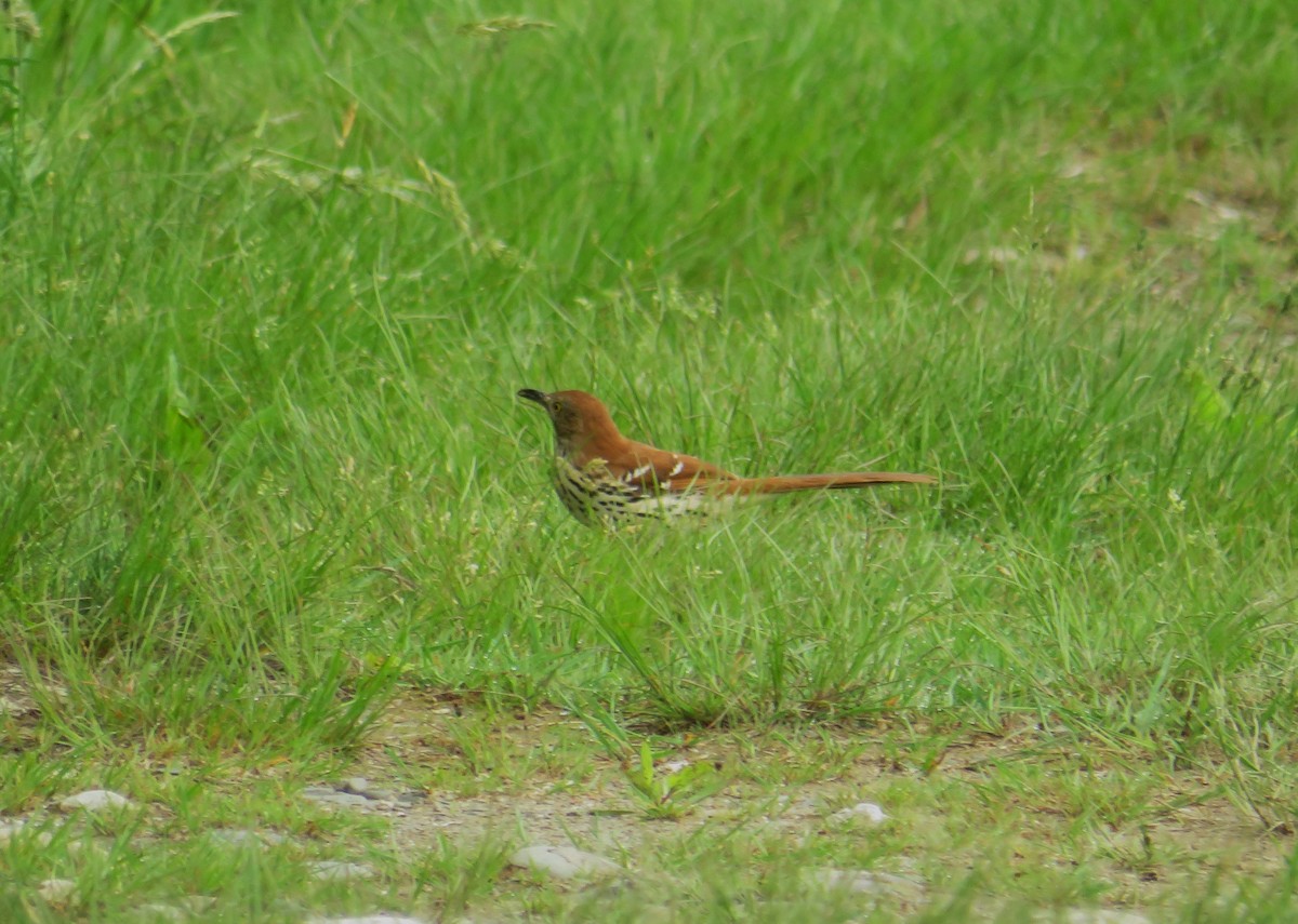 Brown Thrasher - John Haas