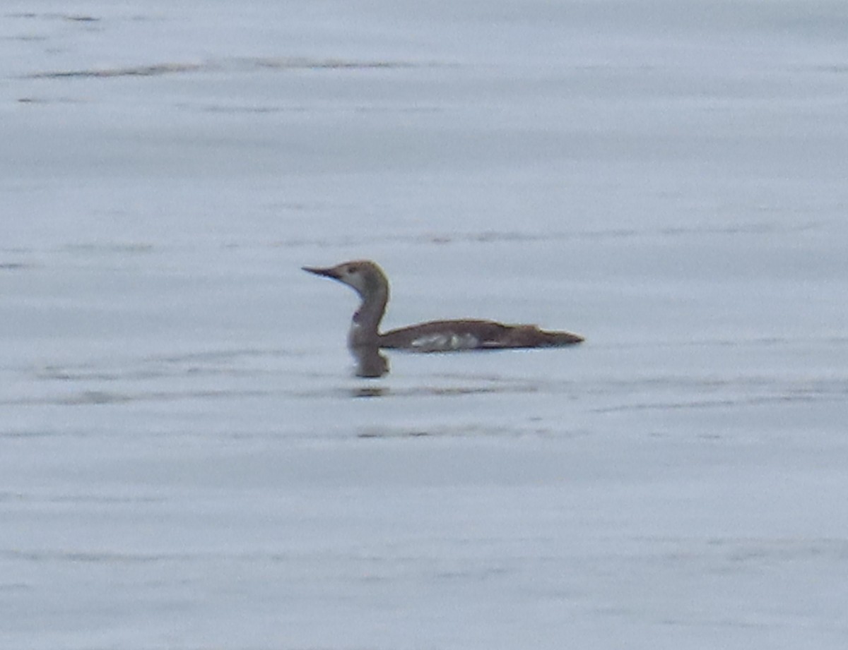 Red-throated Loon - The Spotting Twohees