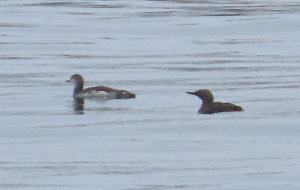 Red-throated Loon - The Spotting Twohees