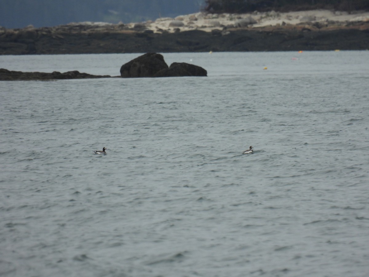 Long-tailed Duck - Tim Flight