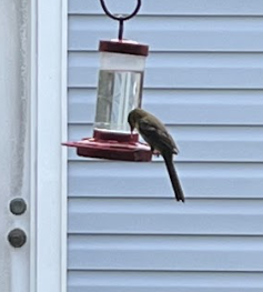 House Sparrow - Nola Fisher