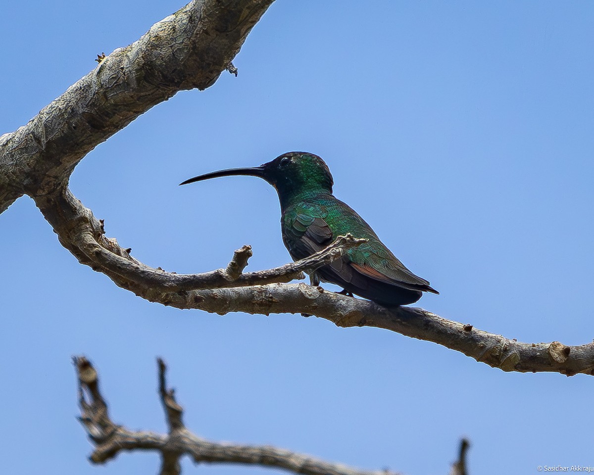 Green-breasted Mango - Sasi Akkiraju