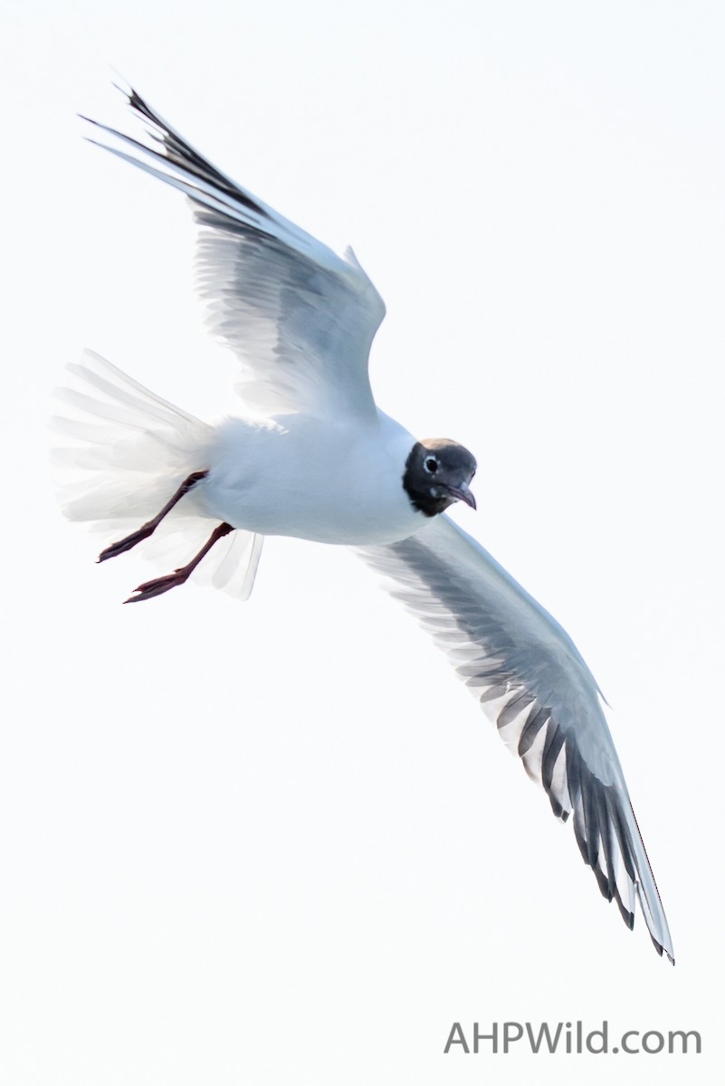 Mouette rieuse - ML61923841
