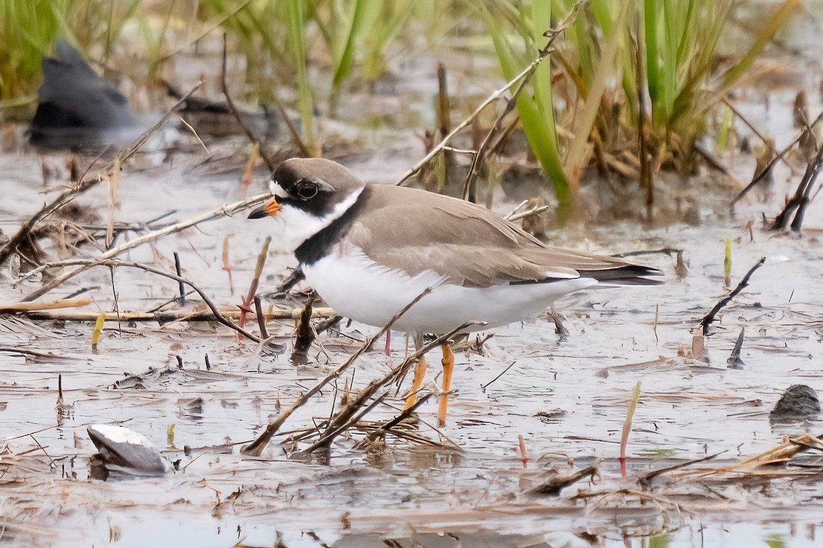 Semipalmated Plover - ML619238410