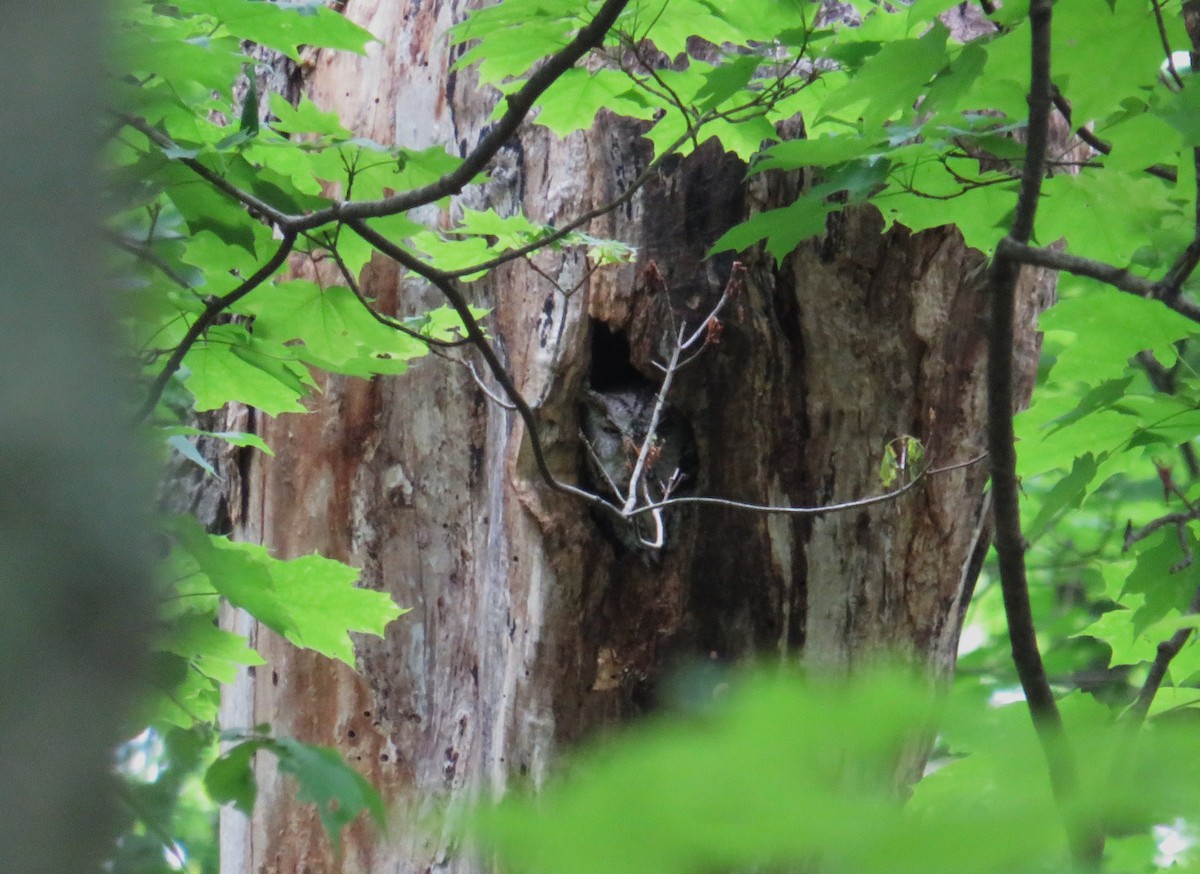 Eastern Screech-Owl - John Haas