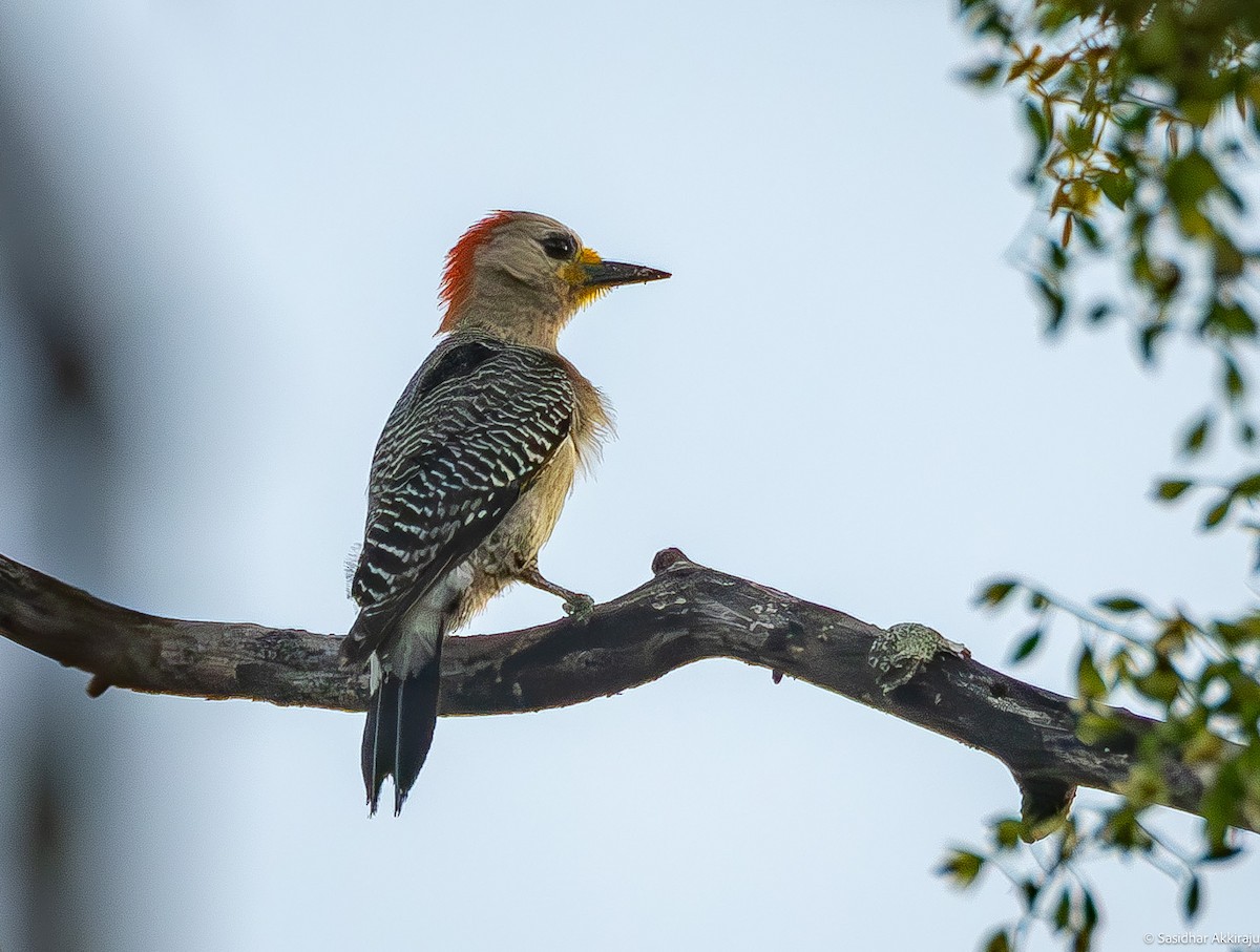 Yucatan Woodpecker - Sasi Akkiraju